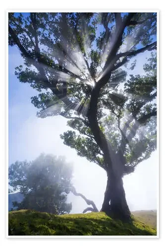 Trees of madeira – sunbeams de Martin Podt