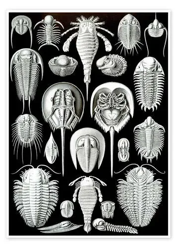 Trilobites y cangrejos herradura, Aspidonia (Obras de arte de la naturaleza, 1899) de Ernst Haeckel Master Collection