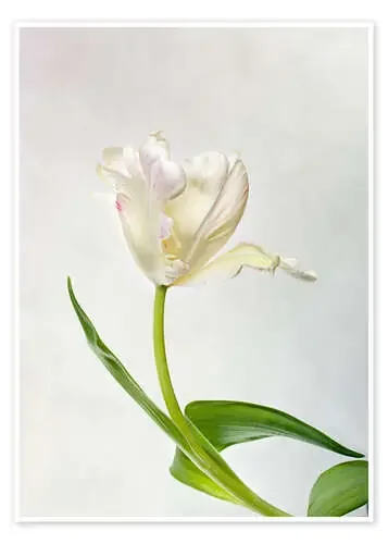 Tulip de Nailia Schwarz