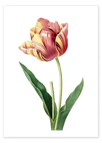 tulip de Pierre Joseph Redouté Master Collection