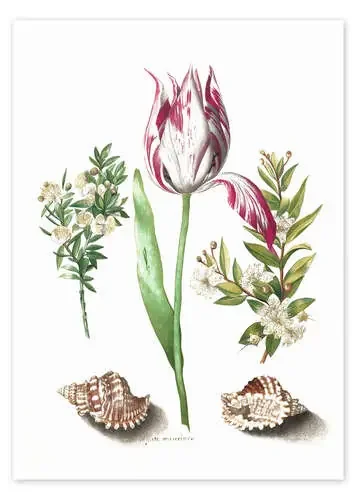 Tulipán, ramitas de mirto y caracolas de Maria Sibylla Merian Master Collection