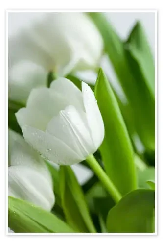 Tulipanes blancos 02 de Nailia Schwarz