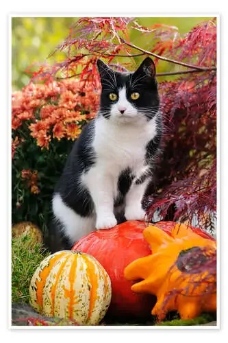 Tuxedo cat on colourful pumkins in a garden de Katho Menden