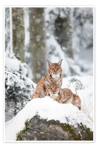 Two lynxes in the snow de Moqui, Daniela Beyer