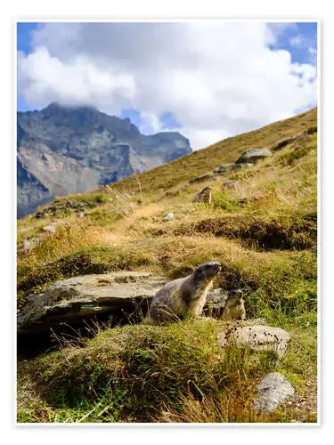 Two marmots sitting on an alpine meadow de Peter Wey