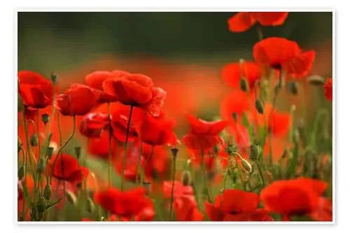 Un prado de amapolas rojas de Nailia Schwarz