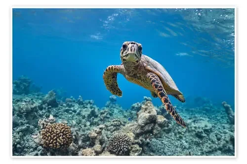Underwater portrait of baby sea turtle de nitrogenic