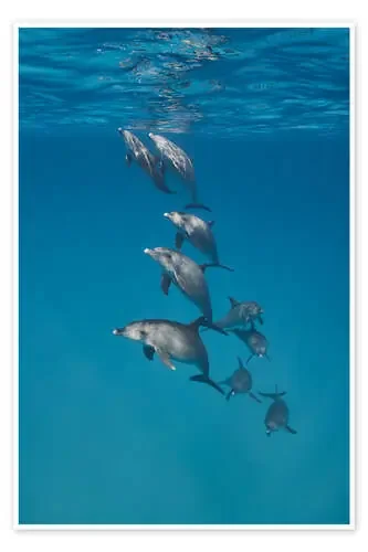 Underwater portrait of dolphins family de nitrogenic