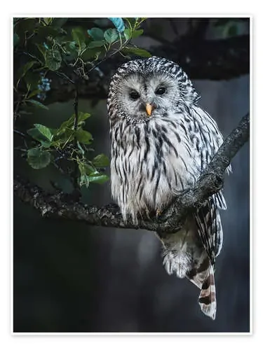 Ural owl at dusk de Moqui, Daniela Beyer