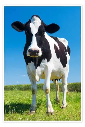 Vaca en la pradera Editors Choice