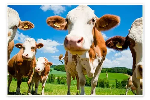 Vacas curiosas Editors Choice