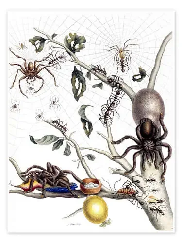 Various Arachnids from South America de Maria Sibylla Merian Bridgeman Images
