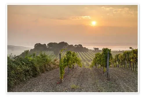 Vineyards in the morning light, Lower Austria de Gerhard Wild