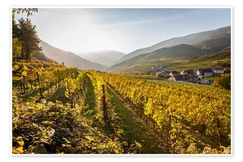 Vineyards, Wachau de Gerhard Wild
