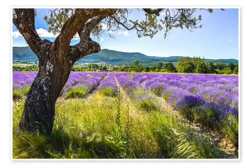 Vista de un campo de lavanda de Jürgen Feuerer