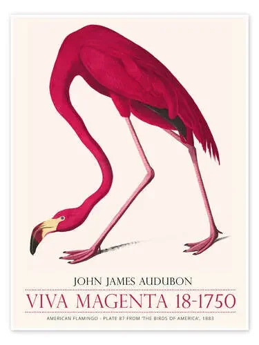 Viva Magenta – American Flamingo, 1883 de John James Audubon Editors Choice
