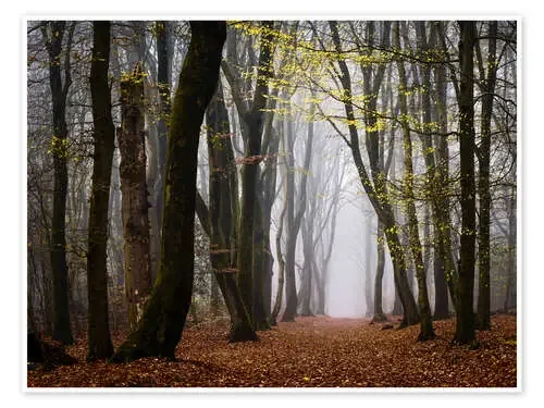 Walk Beneath the Yellow Leaves de tvurk photography