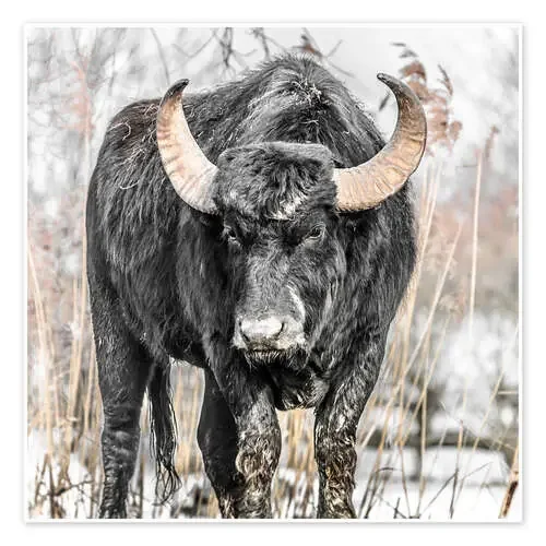 Water buffalo portrait de Christian Krammer
