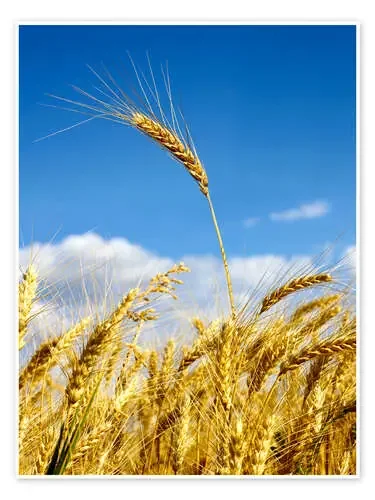 wheat Editors Choice