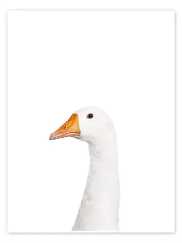White Goose III de Animal Kids Collection Editors Choice