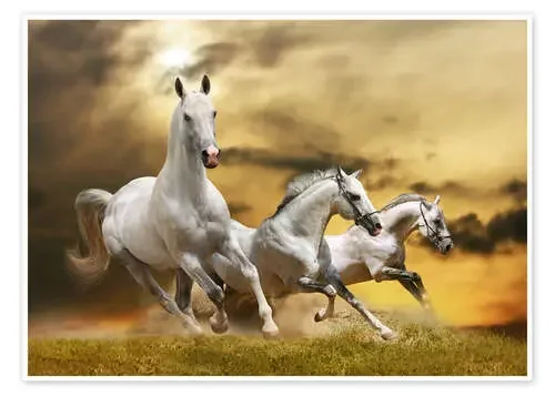 white horse galloping Editors Choice