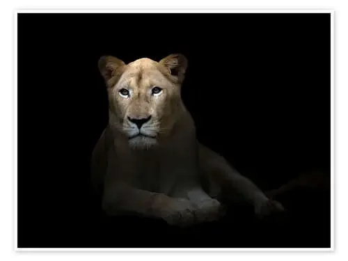 White Lioness in the dark night Editors Choice