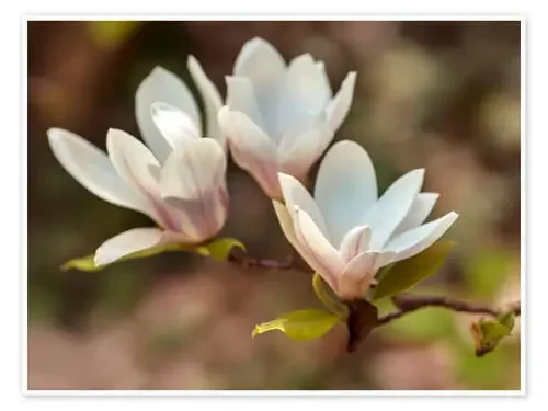 White magnolia de Jaroslaw Blaminsky