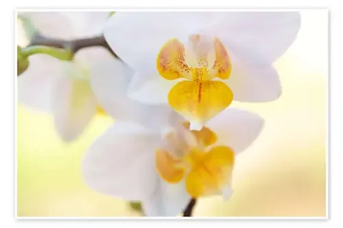 White orchids against soft yellow background de Julia Delgado
