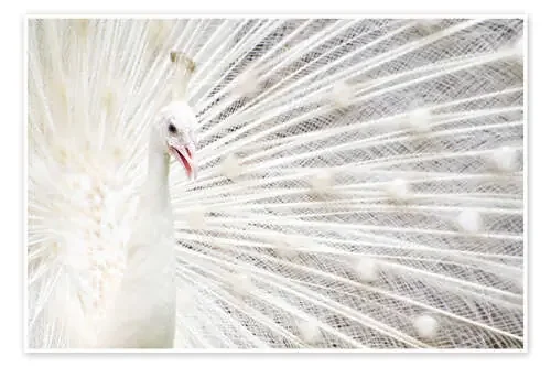 White Peacock Editors Choice