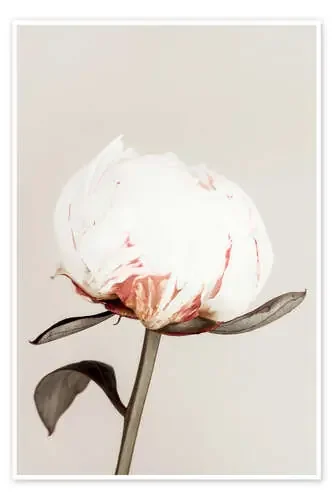 White Peony on Beige de Pictufy Studio 1x