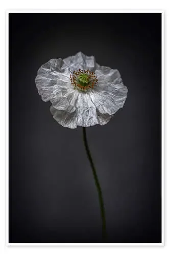 White Poppy de Jaroslaw Blaminsky