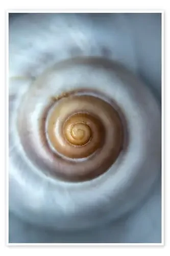 White seashell de Jaroslaw Blaminsky