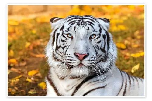 White Tiger in closeup Editors Choice