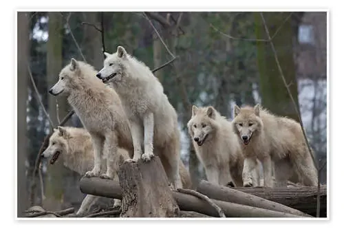 White Wolves de Elena Schweitzer