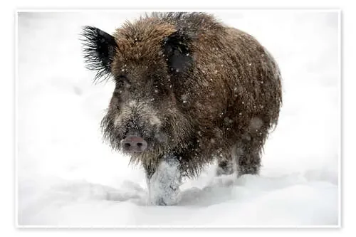 Wild boar de Louise Murray Science Photo Library