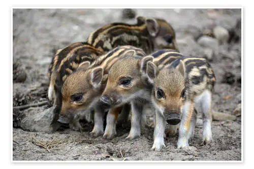 Wild boar piglets de GUGIGEI