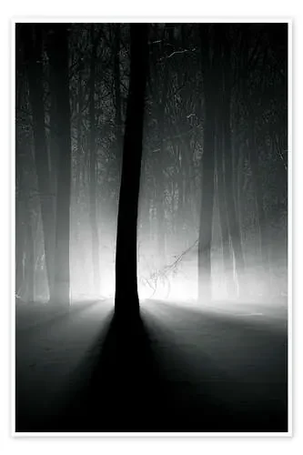 Winter light in the trees Editors Choice