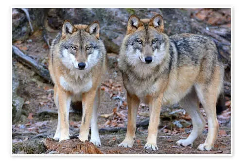 wolves de GUGIGEI