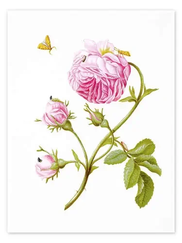 Wood anemone de Maria Sibylla Merian ARTOTHEK