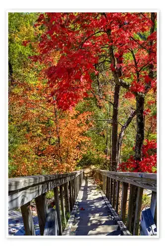 Wooden stairs in Autumn forest Editors Choice
