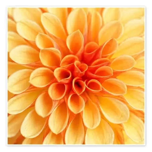 Yellow Dahlia de Martina Cross