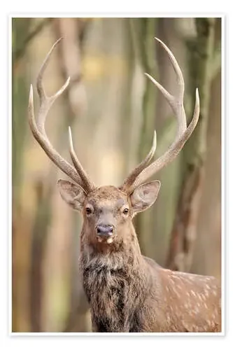 Your Majesty Editors Choice