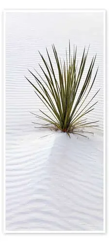 Yuca en duna de arena de Don Grall Danita Delimont