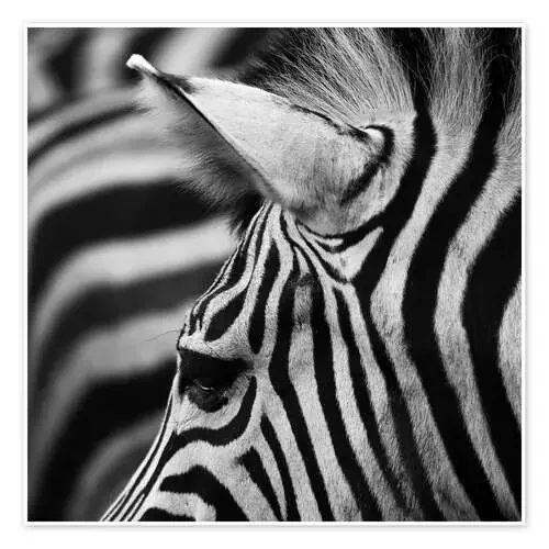 Zebra de Marcel Schauer
