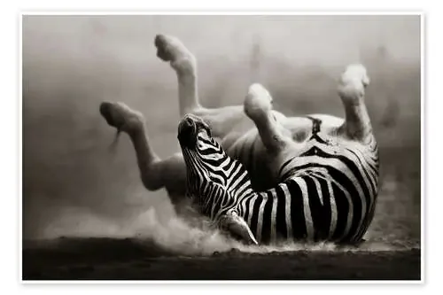 Zebra rolling upside down on dusty desert sand de Johan Swanepoel